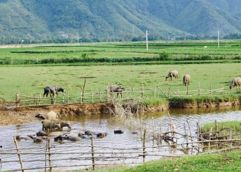 Vùng quê Quảng Nam