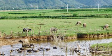 Vùng quê Quảng Nam