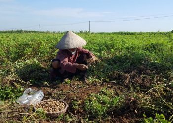 Nông dân thu hoạch đậu phộng