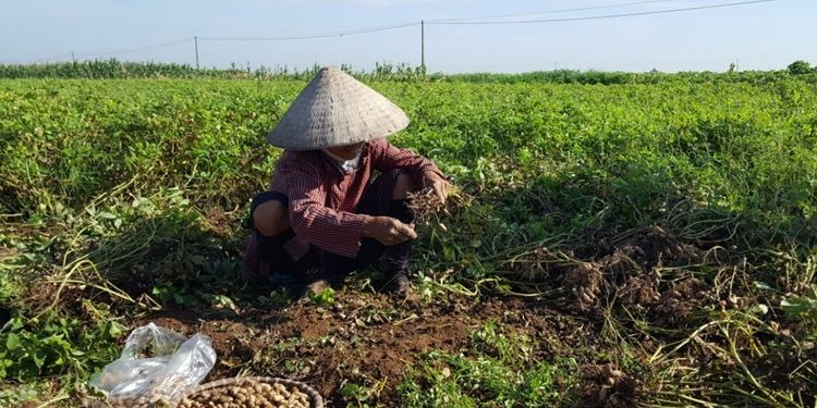 Nông dân thu hoạch đậu phộng