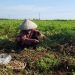 Nông dân thu hoạch đậu phộng